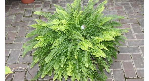 Olive Grove Indoor Plant - Nephrolepsis- Boston Fern -Bushy House Plant Approx 45cms Tall