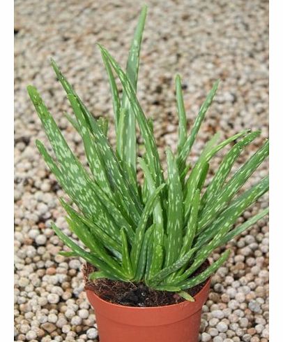 Olive Grove Indoor Plant -House or Office Plant - Aloe Vera -small