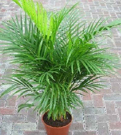 Indoor Plant -House or Office Plant -Chrysalidocarpus lutescens Areca Palm - Butterfly Palm 1.1m