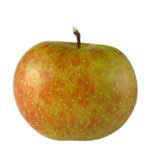 Olivier Lelut Cox Orange Apple