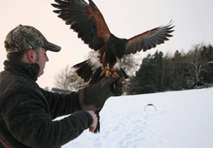 One to One Birds of Prey Experience in Lanarkshire