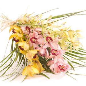 Orchid Delight - Flowers by Post