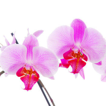 Orchid Extravagance - flowers