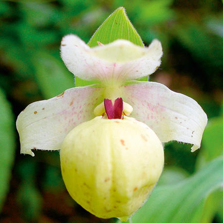 Flavum (Chinese Alpine Slipper Orchid) 1