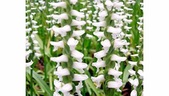 Orchid Spiranthes Chaddos Ford