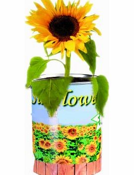 Out of the Blue Grow Your Own Sun Flower - A Gardeners Novelty Gift - Ladies / Womans Perfect Ideal Christmas Present / Gift / Stocking Filler Ideal Gift for The Gardener