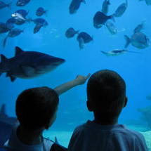 Aquarium from North Majorca - Child