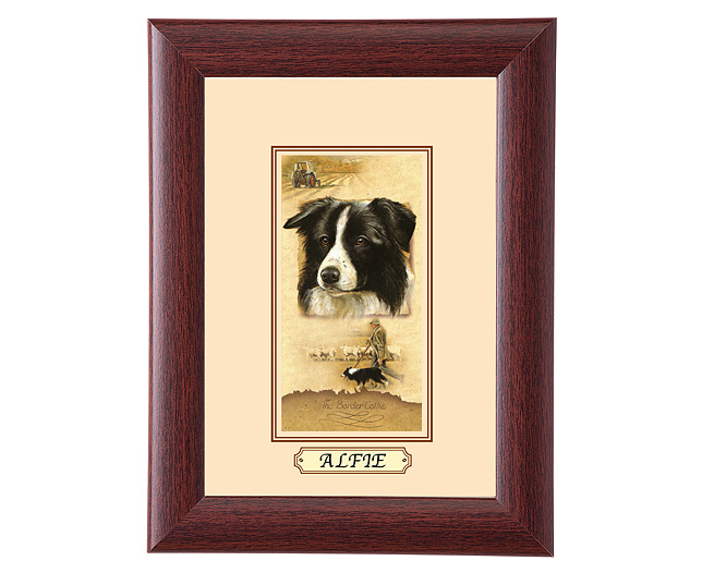 Framed Dog Breed Picture - Border Collie