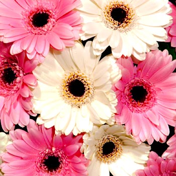 and White Gerbera Bouquet - flowers