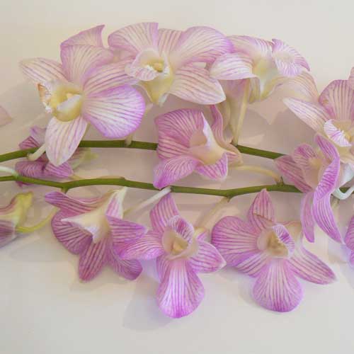 Pink Long Stem orchids