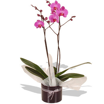 PINK Twin Stem Phalaenopsis Orchid - flowers