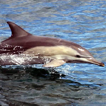Port Stephens, Nelson Bay Dunes and Dolphins -