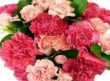 Post-a-Rose Pink Carnations with FREE Delivery