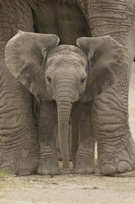 Baby Elephant Poster Maxi PP30591