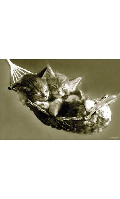Kittens In A Hammock Poster Maxi PP30342