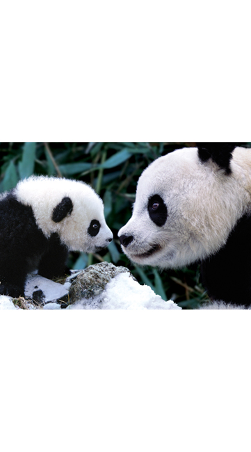 Pandas Poster Maxi PP30906