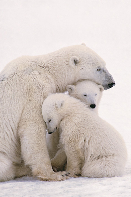 Polar Bear Family Poster Maxi PP30596