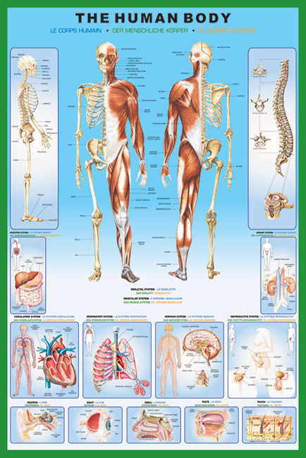 The Human Body Poster Maxi PP30727