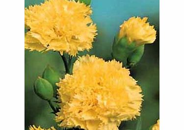 Premier Seeds Direct CAR06F Carnation Finest Seeds - Yellow (Pack of 350)