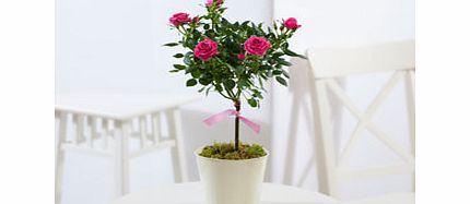 Pretty Pink Potted Rose