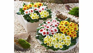 Primrose Plants - Jupiter Mix