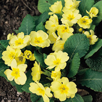 Primrose Seeds - Wild Primrose