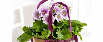 Purple Primula Gift Bag