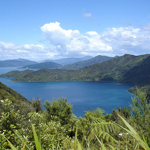 Queen Charlotte Track One Day Guided Cruise and Walk - Adult ex Picton