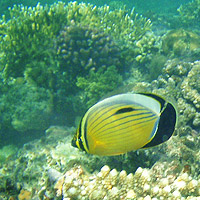 ATS Pacifc Cairns Quicksilver Outer Barrier Reef