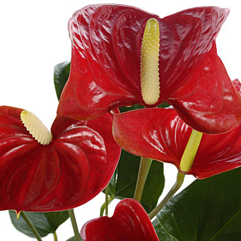 Red Anthurium Plant - flowers