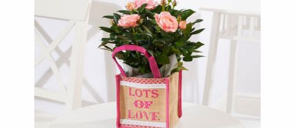 Rose in Gift Bag