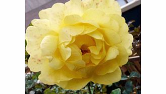 Rose Plant - Mountbatten