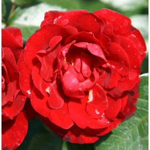 William Hybrid Tea Rose