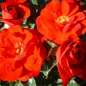 Anniversary - Floribunda Rose **AUTUMN PRE