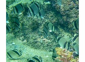 and Snorkeling in the Marietas Islands -