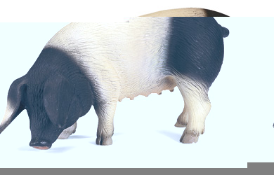 schleich Swabian-Hall Pig
