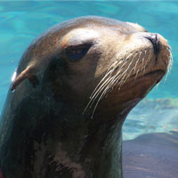 Ocean World Sea Lion Encounter