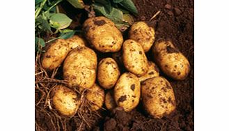 Seed Potatoes - Nicola 1kg (Late)