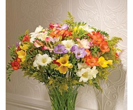 SendaBunch 40 Mixed Guernsey Freesias - FLOWERS DELIVERED FREE to the UK