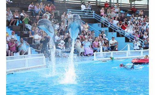 SHARM EL SHEIKH Dolphin Show