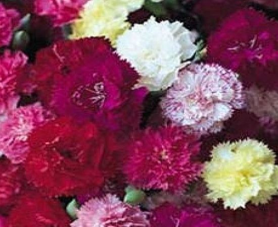 South Eastern Horticultural Pack X6 Carnation Hardy Border Mixed Perennial Garden Plug Plants
