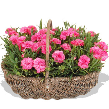 Carnation Planter - flowers