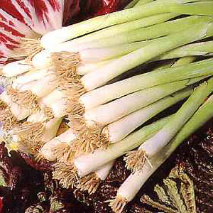 Spring Onion Winter White Seeds