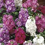 Stock Cinderella Seeds 423230.htm