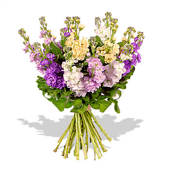 Summer Stocks Bouquet - flowers