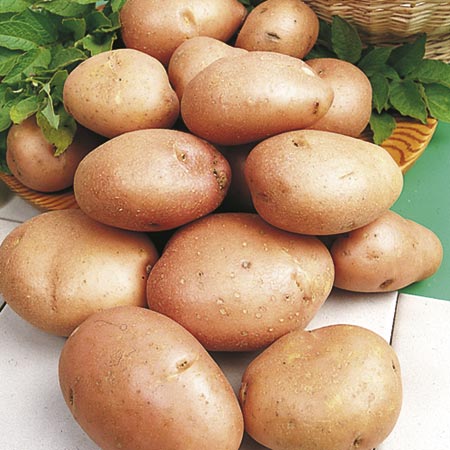 READER OFFER - SU879 Pack of Potato Vanessa