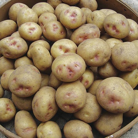 Potato - Mid Season Buy 2 x 1kg Packs &
