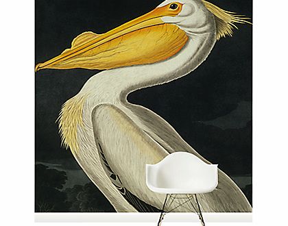 Surface View American White Pelican Wall Mural,