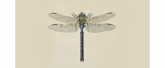 Surface View Dragon Fly III Mural