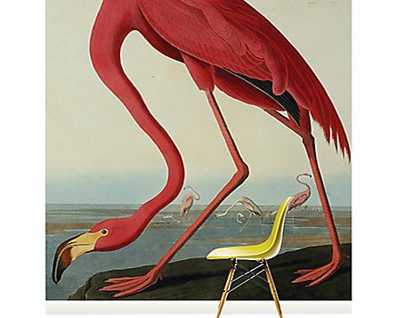 Surface View Greater Flamingo Wall Mural, 240 x